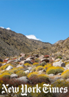 At Anza-Borrego Desert State Park, blooming wildflowers transform the desert landscape in late winter and early spring.Credit...Beth Coller for The New York Times